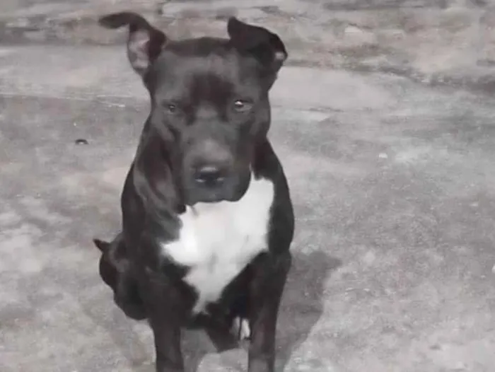 Cachorro ra a Pit-Bull idade 4 anos nome Katrina 
