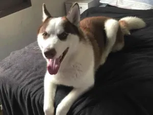 Cachorro raça Husky Siberiano idade 1 ano nome Thor