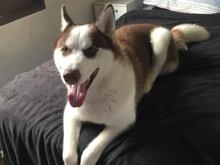 Cachorro ra a Husky Siberiano idade 1 ano nome Thor