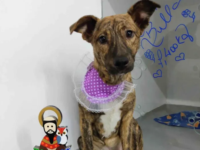 Cachorro ra a SRD-ViraLata idade 7 a 11 meses nome Tigresa 