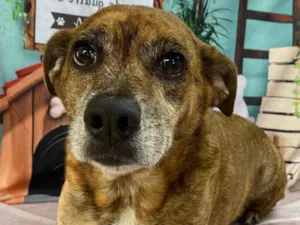 Cachorro raça SRD-ViraLata idade 6 ou mais anos nome Tigrão 
