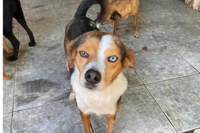 Cachorro ra a SRD-ViraLata idade 6 ou mais anos nome Espoleta