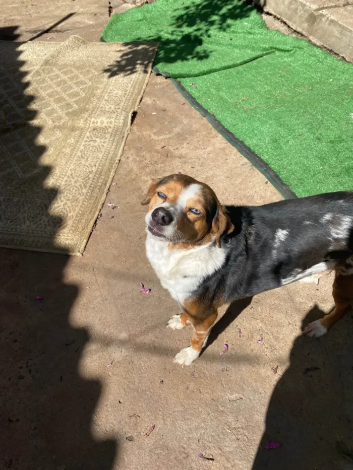 Cachorro ra a SRD-ViraLata idade 6 ou mais anos nome Espoleta