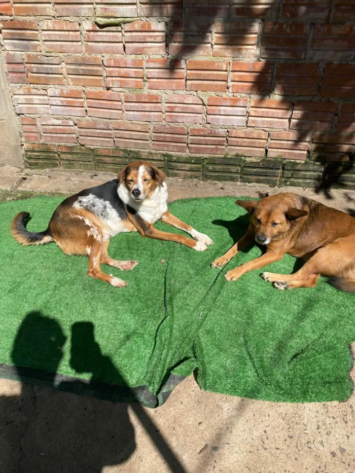 Cachorro ra a SRD-ViraLata idade 6 ou mais anos nome Espoleta