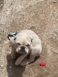 Lua 