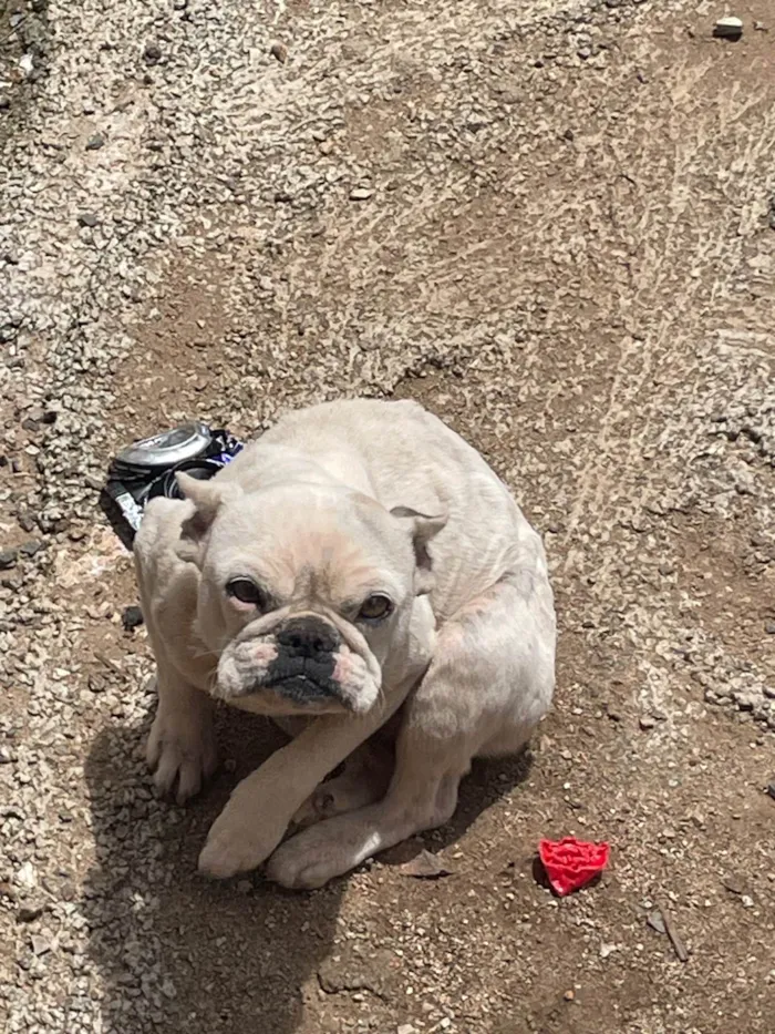 Cachorro ra a Bulldog idade 2 a 6 meses nome Lua 