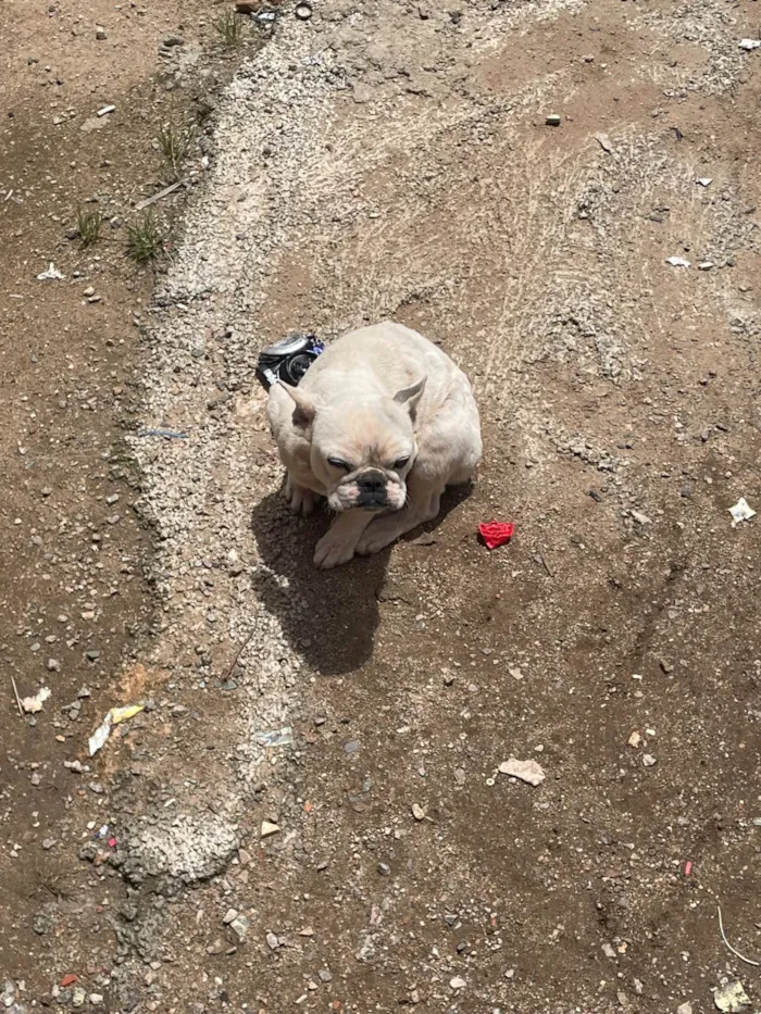 Cachorro ra a Bulldog idade 2 a 6 meses nome Lua 