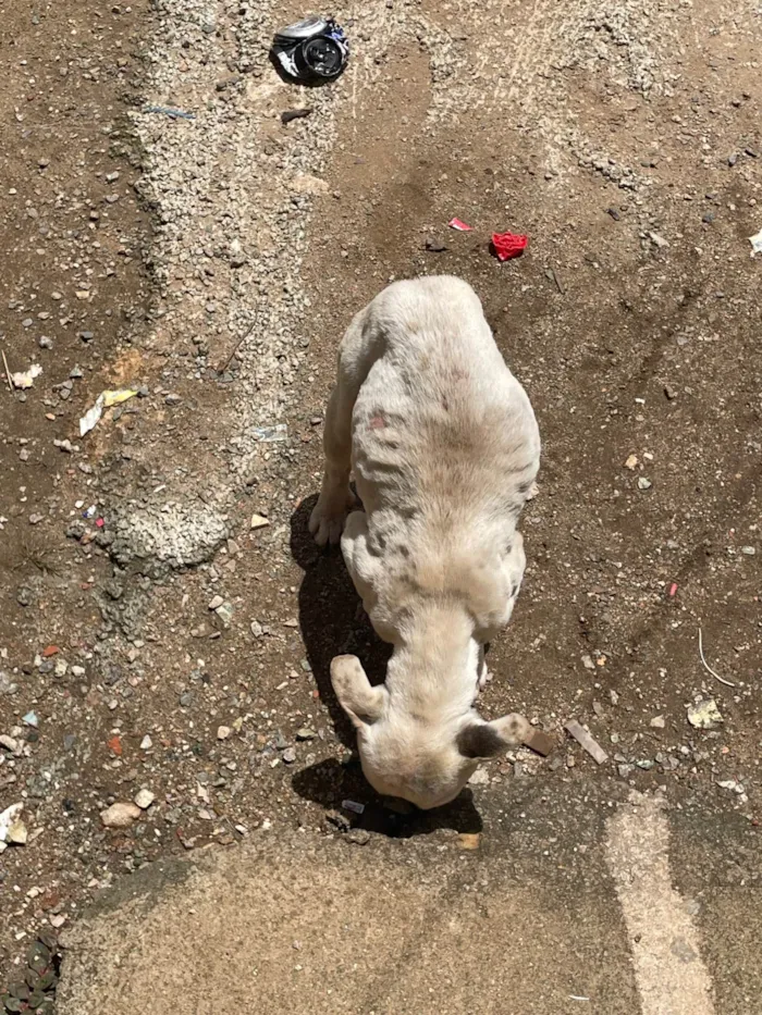 Cachorro ra a Bulldog idade 2 a 6 meses nome Lua 