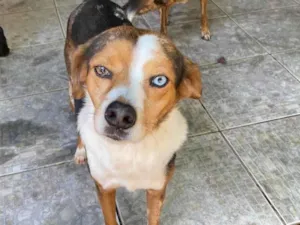 Cachorro raça SRD-ViraLata idade 6 ou mais anos nome Espoleta
