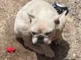 Lua 