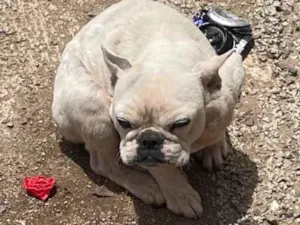 Cachorro raça Bulldog idade 2 a 6 meses nome Lua 
