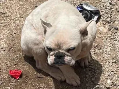 Cachorro raça Bulldog idade 2 a 6 meses nome Lua 