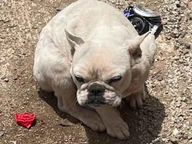 Cachorro ra a Bulldog idade 2 a 6 meses nome Lua 
