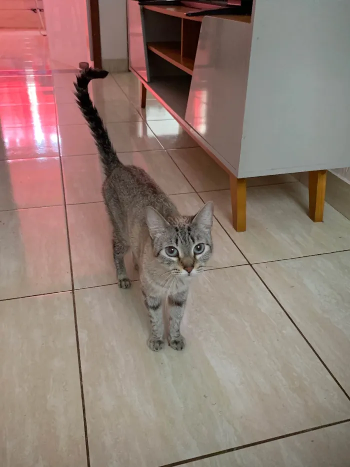 Gato ra a SRD-ViraLata idade 2 anos nome Filó