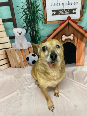 Cachorro raça Pinscher idade 6 ou mais anos nome Toco