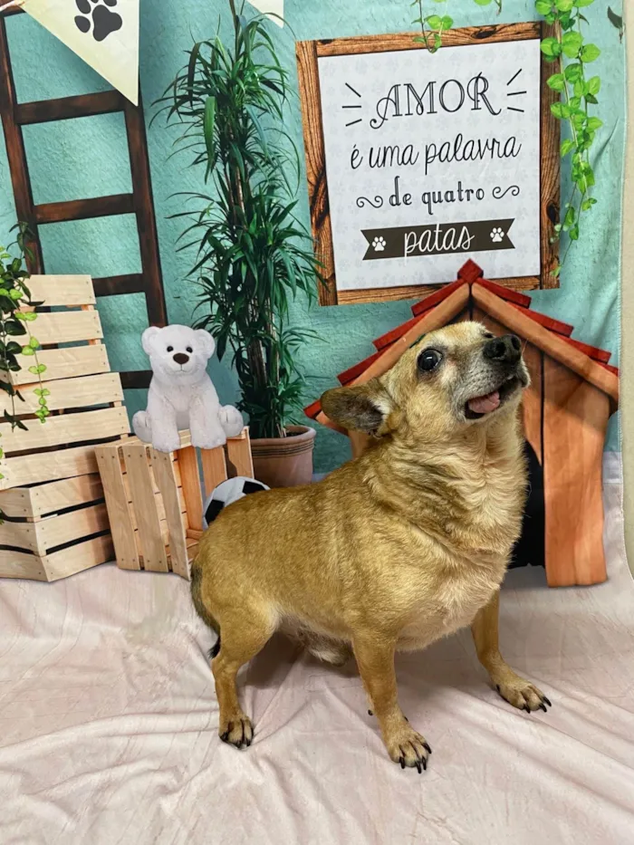 Cachorro ra a Pinscher idade 6 ou mais anos nome Toco