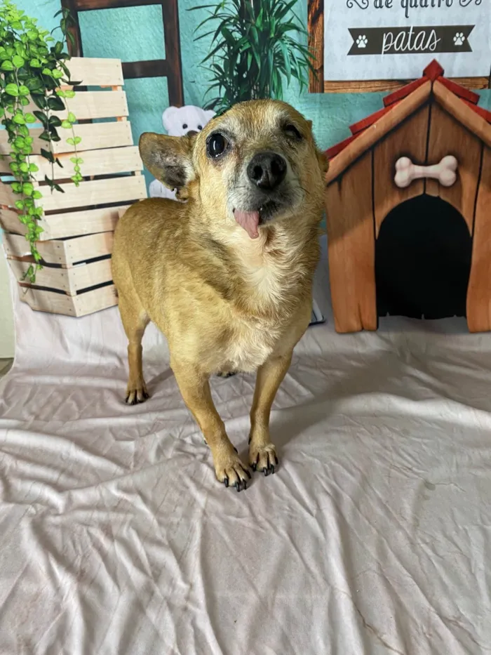 Cachorro ra a Pinscher idade 6 ou mais anos nome Toco