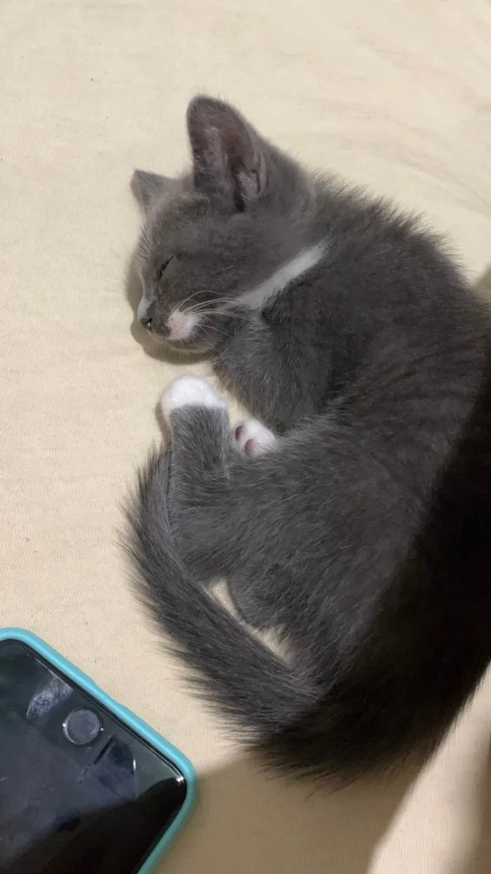 Gato ra a SRD-ViraLata idade 2 a 6 meses nome Sem nome