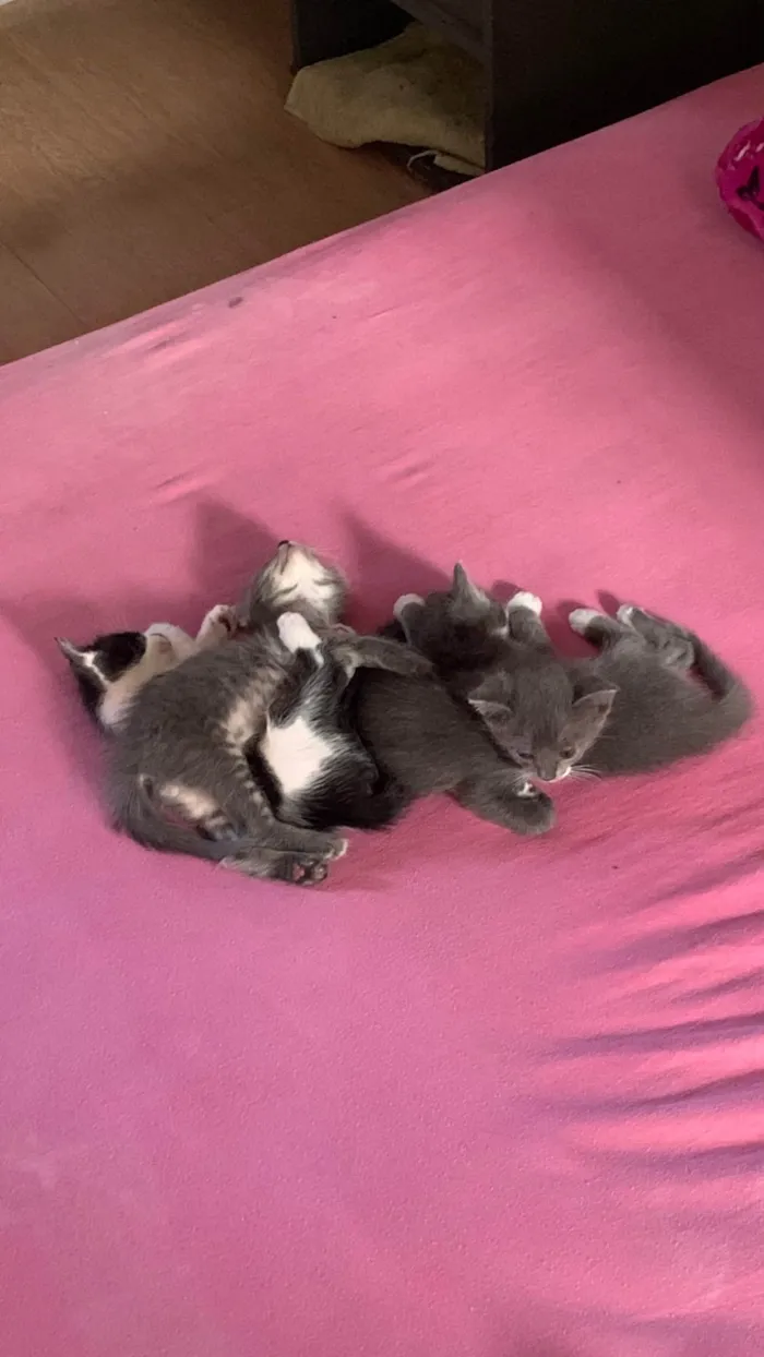 Gato ra a SRD-ViraLata idade 2 a 6 meses nome Sem nome