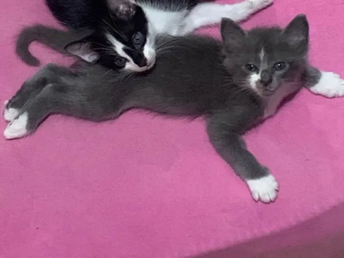 Gato ra a SRD-ViraLata idade 2 a 6 meses nome Sem nome