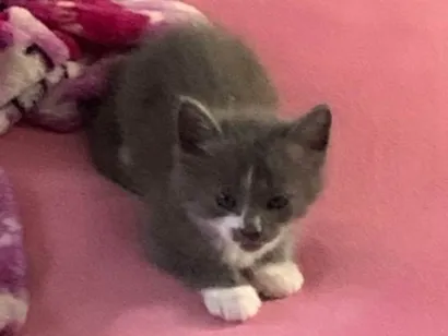 Gato raça SRD-ViraLata idade 2 a 6 meses nome Sem nome
