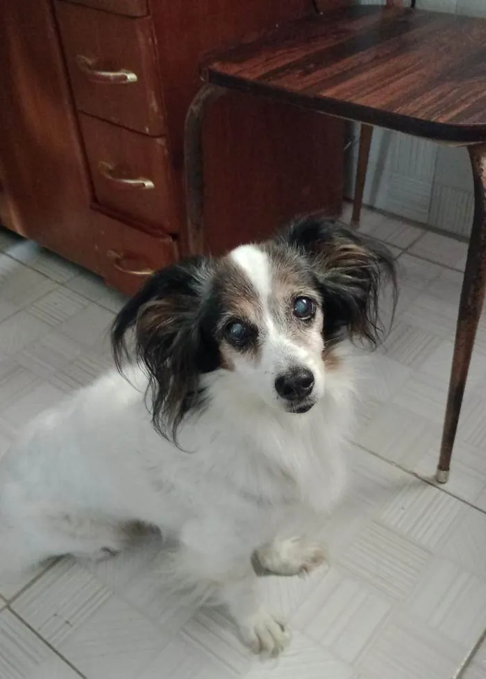 Cachorro ra a SRD-ViraLata idade 6 ou mais anos nome NINA