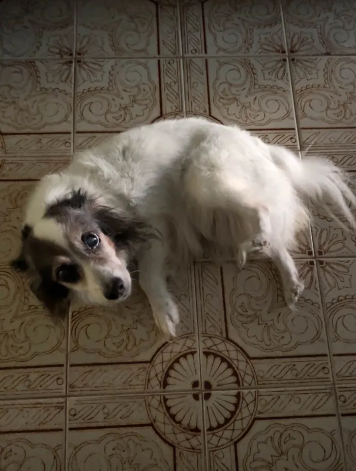 Cachorro ra a SRD-ViraLata idade 6 ou mais anos nome NINA