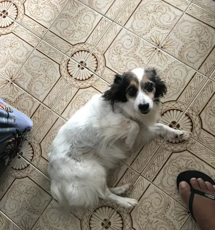 Cachorro ra a SRD-ViraLata idade 6 ou mais anos nome NINA