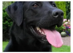 Cachorro raça Labrador idade 1 ano nome Pakun