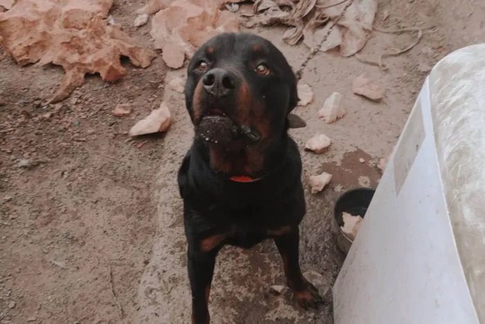Cachorro ra a Rottweiler idade 1 ano nome Hércules 