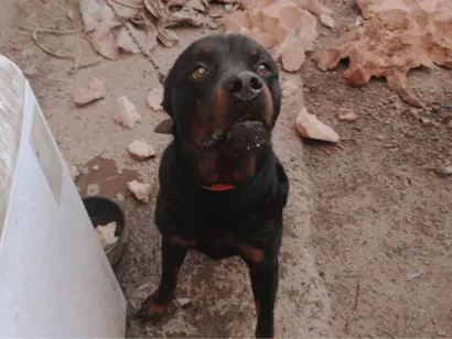 Cachorro raça Rottweiler idade 1 ano nome Hércules 
