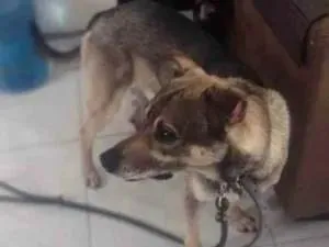 Cachorro raça SRD-ViraLata idade 3 anos nome Bruce