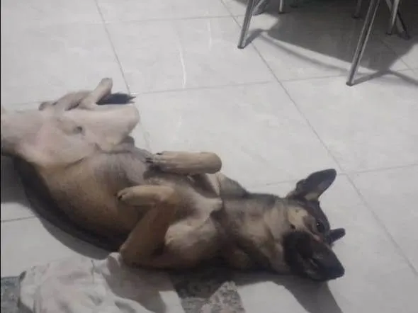 Cachorro ra a SRD-ViraLata idade 3 anos nome Bruce