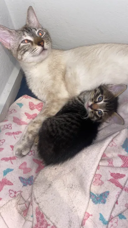 Gato raça Siamês idade 2 a 6 meses nome Nutela e Filhote 