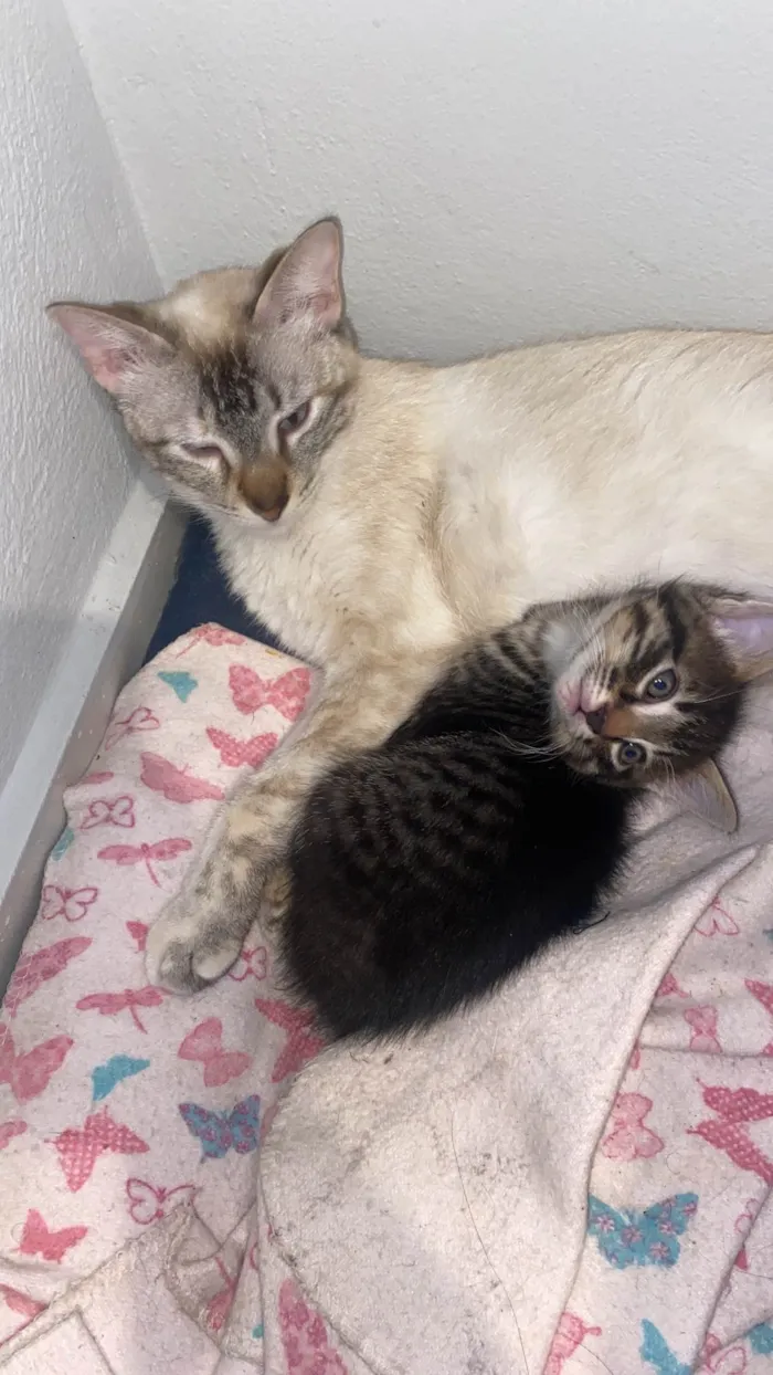 Gato ra a Siamês idade 2 a 6 meses nome Nutela e Filhote 