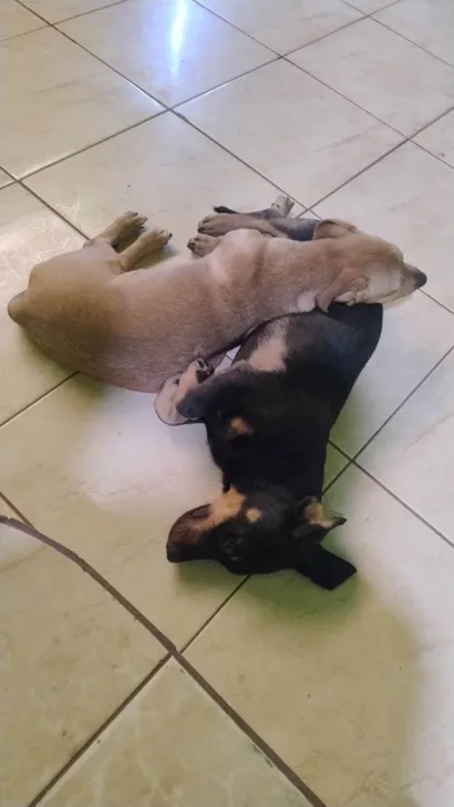 Cachorro raça SRD-ViraLata idade 2 a 6 meses nome Barbara Souza 
