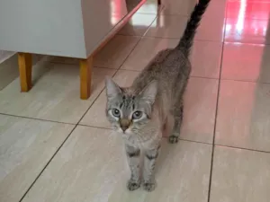 Gato raça SRD-ViraLata idade 2 anos nome Filó
