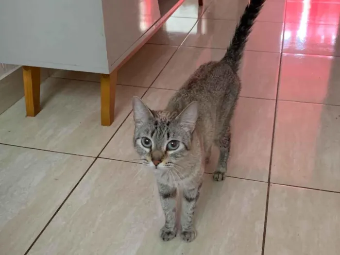 Gato ra a SRD-ViraLata idade 2 anos nome Filó