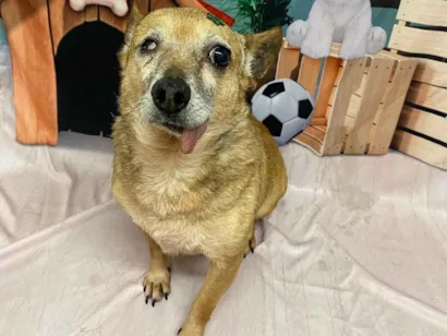 Cachorro raça Pinscher idade 6 ou mais anos nome Toco