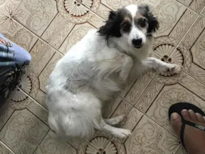 Cachorro raça SRD-ViraLata idade 6 ou mais anos nome NINA