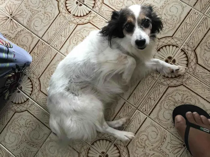 Cachorro ra a SRD-ViraLata idade 6 ou mais anos nome NINA