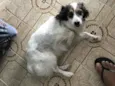 NINA