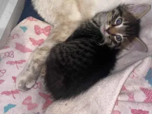 Gato raça Siamês idade 2 a 6 meses nome Nutela e Filhote 