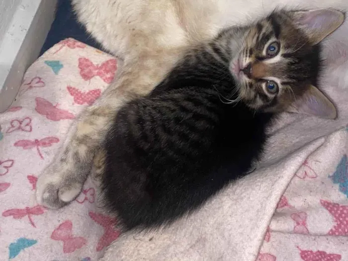 Gato ra a Siamês idade 2 a 6 meses nome Nutela e Filhote 