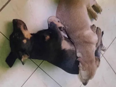 Cachorro raça SRD-ViraLata idade 2 a 6 meses nome Barbara Souza 
