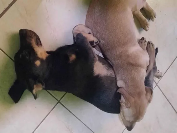 Cachorro ra a SRD-ViraLata idade 2 a 6 meses nome Barbara Souza 