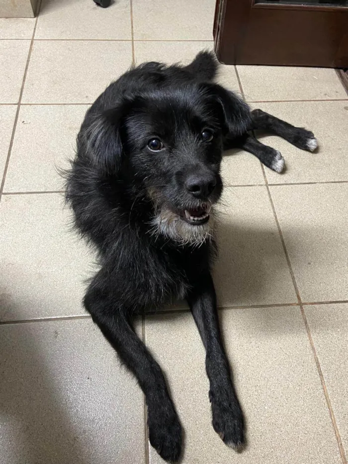 Cachorro ra a SRD-ViraLata idade 2 anos nome Negão 