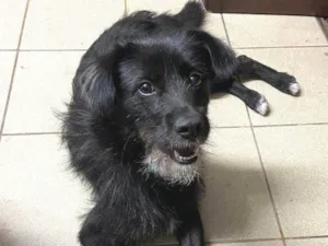Cachorro raça SRD-ViraLata idade 2 anos nome Negão 