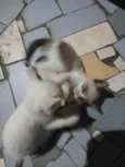 Carla, preguiça, arteiro, e comilão