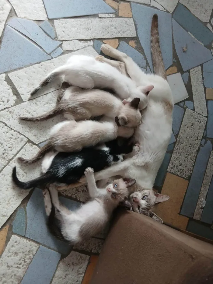 Gato ra a Siamês idade Abaixo de 2 meses nome Carla, preguiça, arteiro, e comilão 